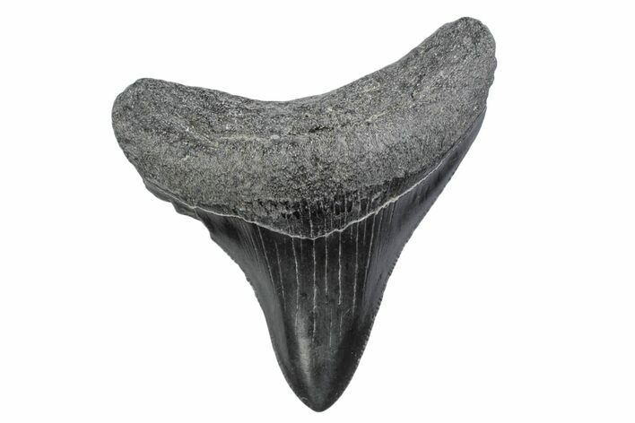 Serrated, Posterior Juvenile Megalodon Tooth - South Carolina #370440